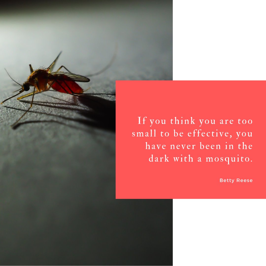 Never underestimate the power of focused, persistent effort to achieve your goals... Wait, that might not be the best lesson here. 😅

What kind of bug spray do you use? 🚫

#mosquitojoke #mosquitos #funnymeme #sarcasm #joke