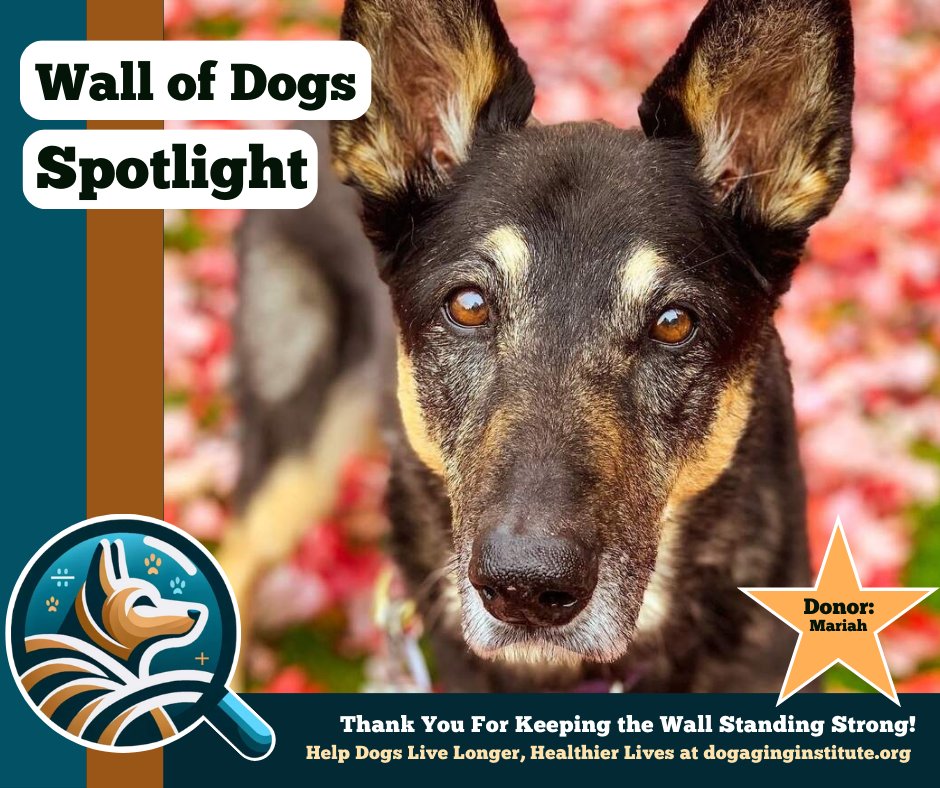 dogaginginst's tweet photo. Thank you for keeping the wall standing strong! Your contributions will help fund key initiatives in #dogaging research. 🐶✨

⭐ Help Dogs Live Longer, Healthier Lives at https://t.co/XPEsZMWvHH https://t.co/CL8eWzWI6P