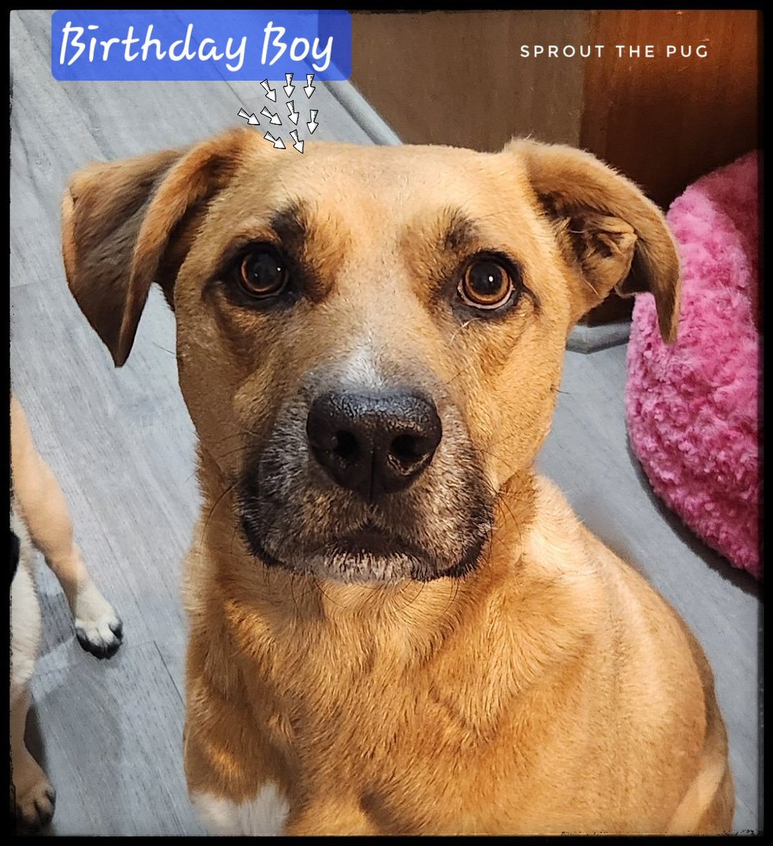 Sprout The Pug tweet media