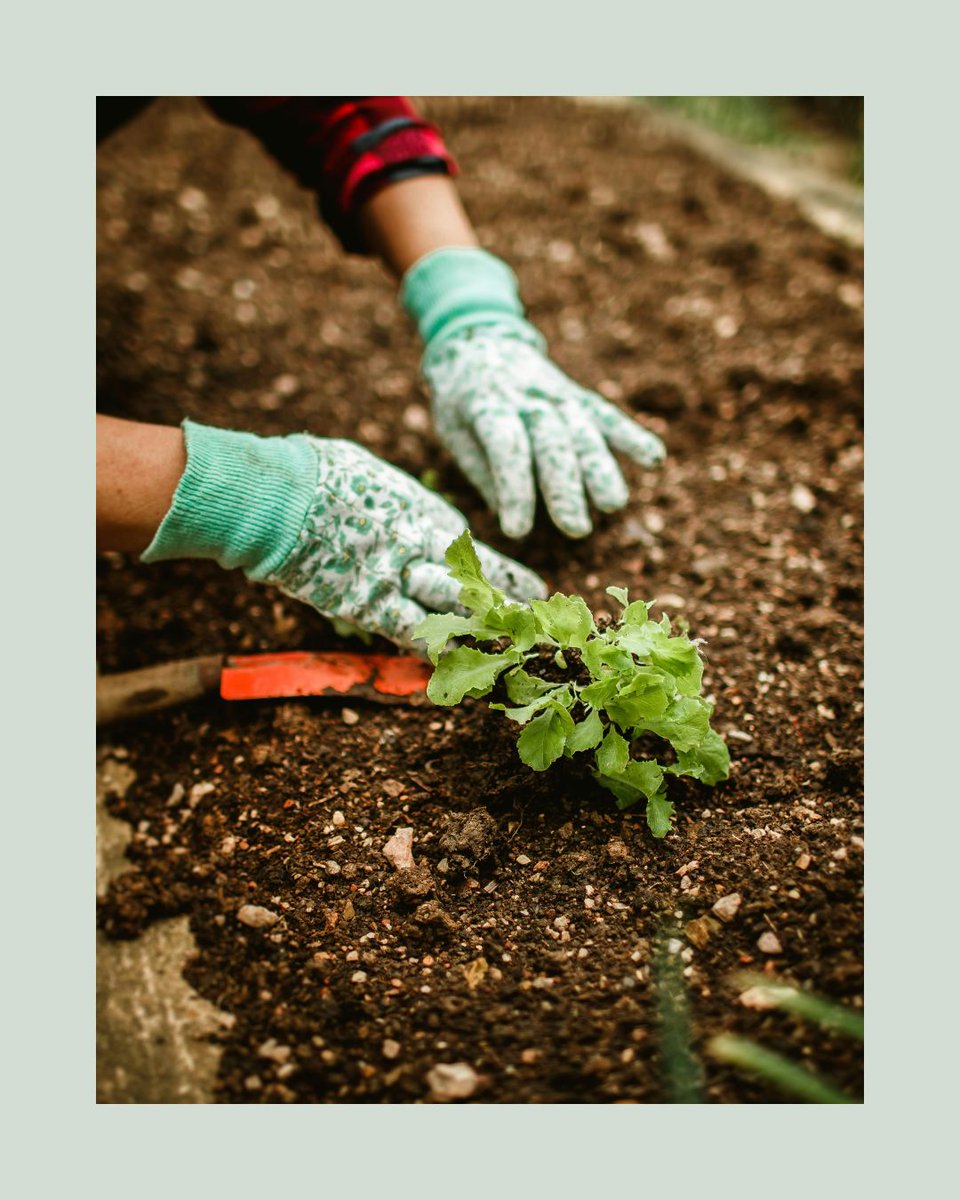 Agriscaping's tweet image. Your garden reflects your life 🌿

Stress, joy, growth—it all shows up in the soil.
Slow down. Sow love. Reap resilience.

Ready to design a garden that mirrors your mindset?
Join the Agriscaping Mastery Program 🌸

👉 agriscaping.com/garden-within

#GardenReflection #Agriscaping
