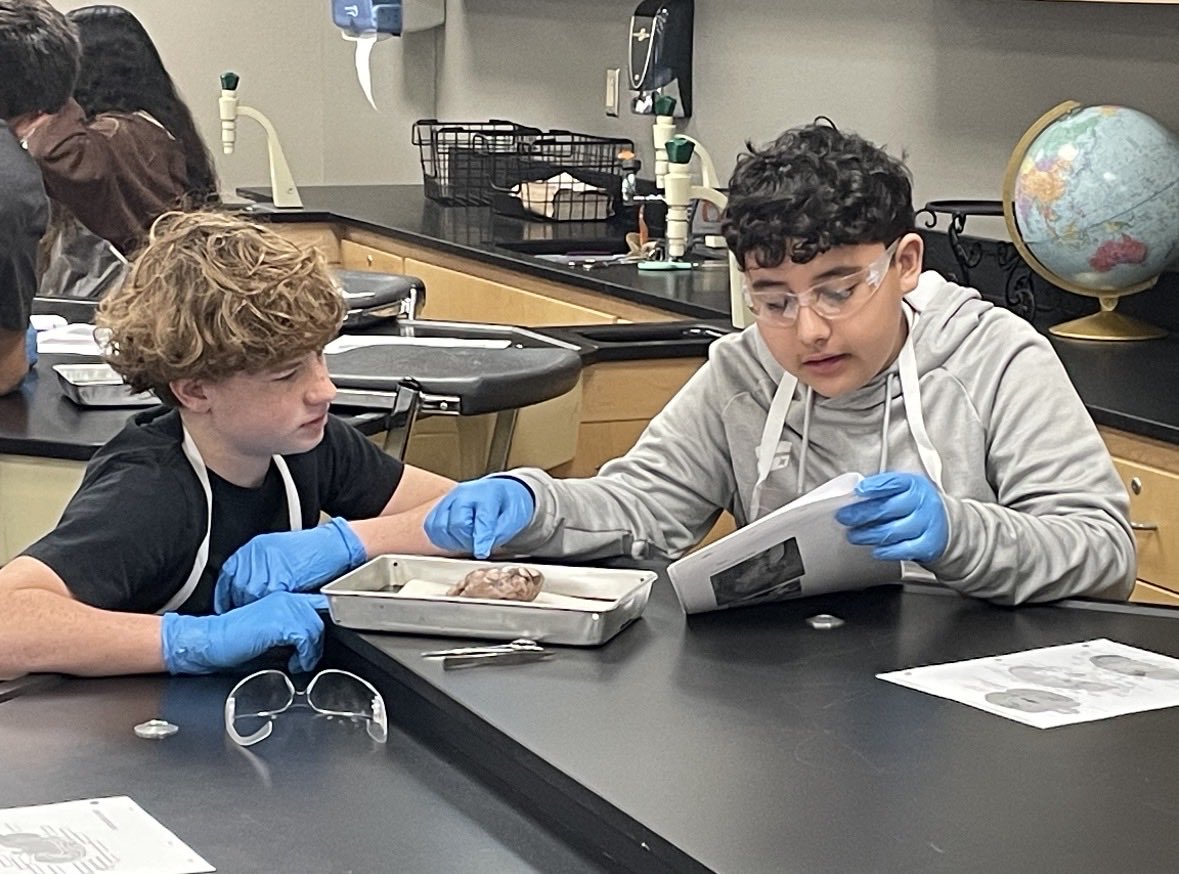 SeminoleJHStx's tweet image. 🧠Hands-on brain dissection allows students to connect what they learn in class to real biological structures, deepening their understanding of the nervous system. #7Science #braindissection #SJHSisTheBest