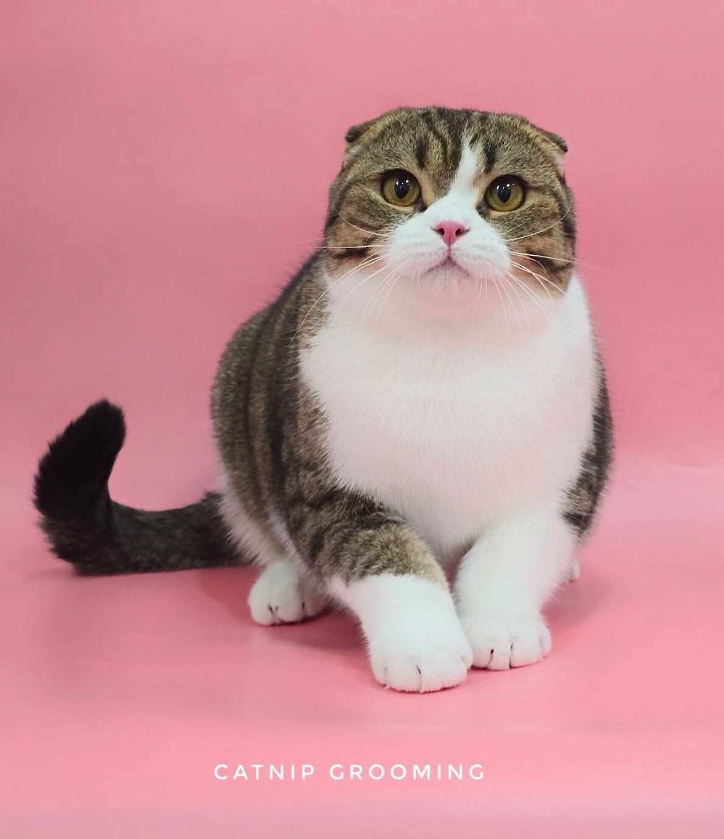 โพสนี้อยากเตือนภัยทาสแมวนิดนึงค่ะ ช่วงนี้เห็นมีฝนนิดหน่อย แล้วแมลงออกมากันเยอะ อยากให้เหล่าทาสคอยระวัง "ด้วงก้นกระดก" กันด้วยนะคะ ถ้าเจอให้เอาทิชชู่จับแล้วกดลงชักโครกเลย

เพราะเจ้านี้ถ้าไปบีบหรือบี้มัน มันจะมีสารที่มีฤทธิ์คล้ายน้ำกรด ทำลายเนื้อเยื่อให้ปวดแสบปวดร้อน ผิวไหม้