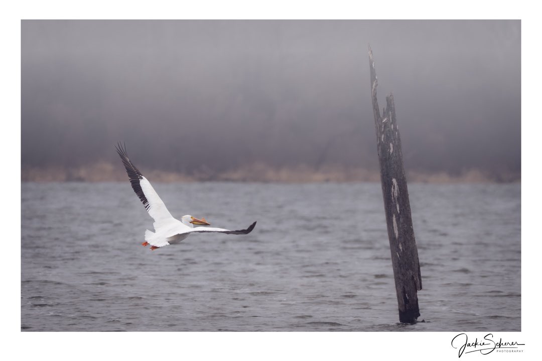 Khalua80111's tweet photo. Itโs Wild Wednesday!!
Hereโs a pelican soaring over a foggy lake in southern MInnesota.
#wildlifephotography #minnesotawildlife #exploreminnesota #natgeoyourshot #pelican https://t.co/8KvofojGRn
