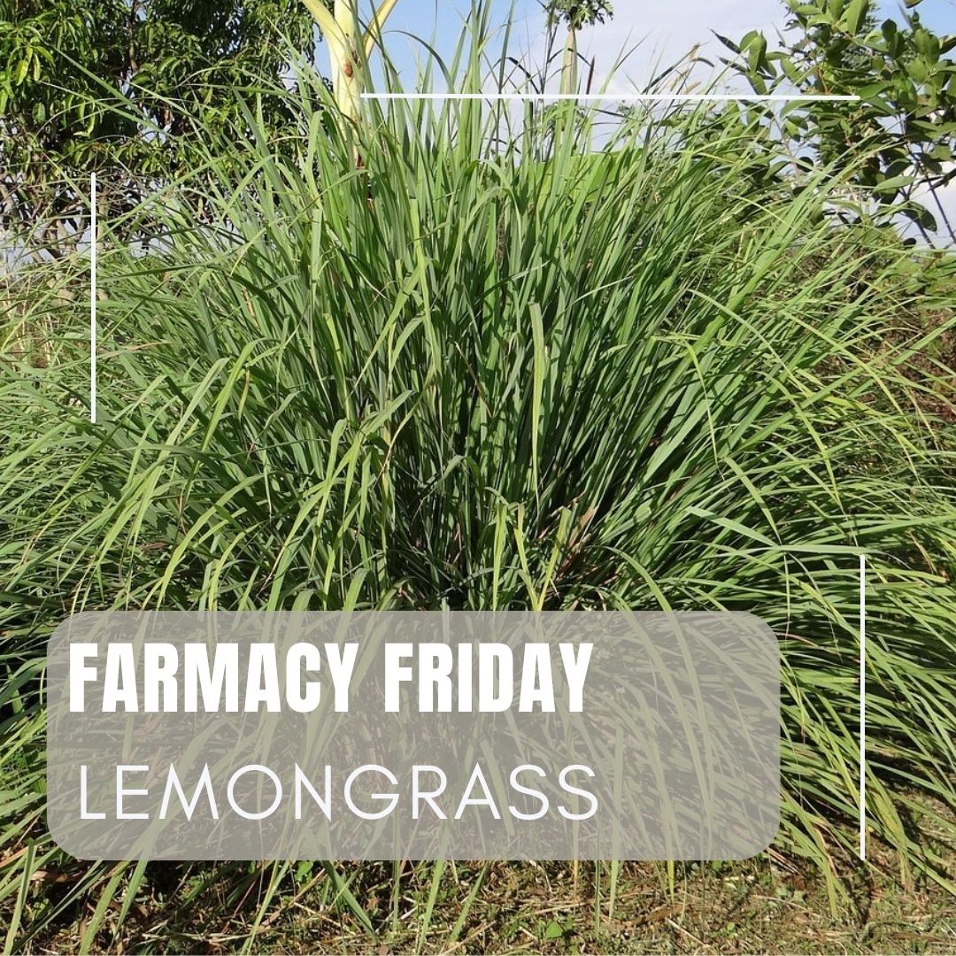 Agriscaping's tweet image. Lemongrass, scientifically known as Cymbopogon citratus or C. flexuosus, serves as a natural insect repellent and offers a soothing aromatherapy fragrance. What healing plants are flourishing in your Farmacy?

#farmarcy #farmacyfriday #agriscaping #agriscapingarizona