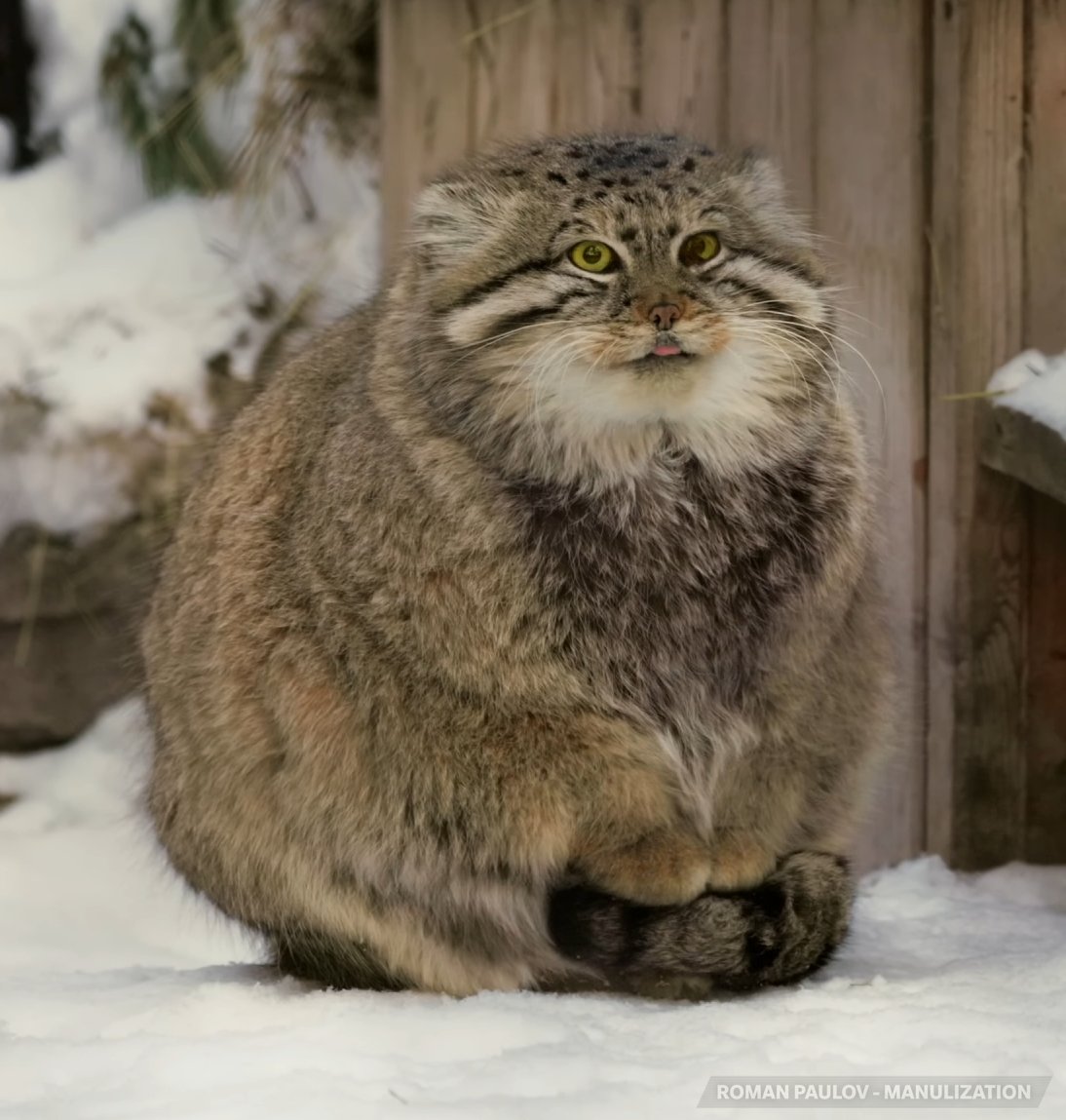 DailyMantle tweet media