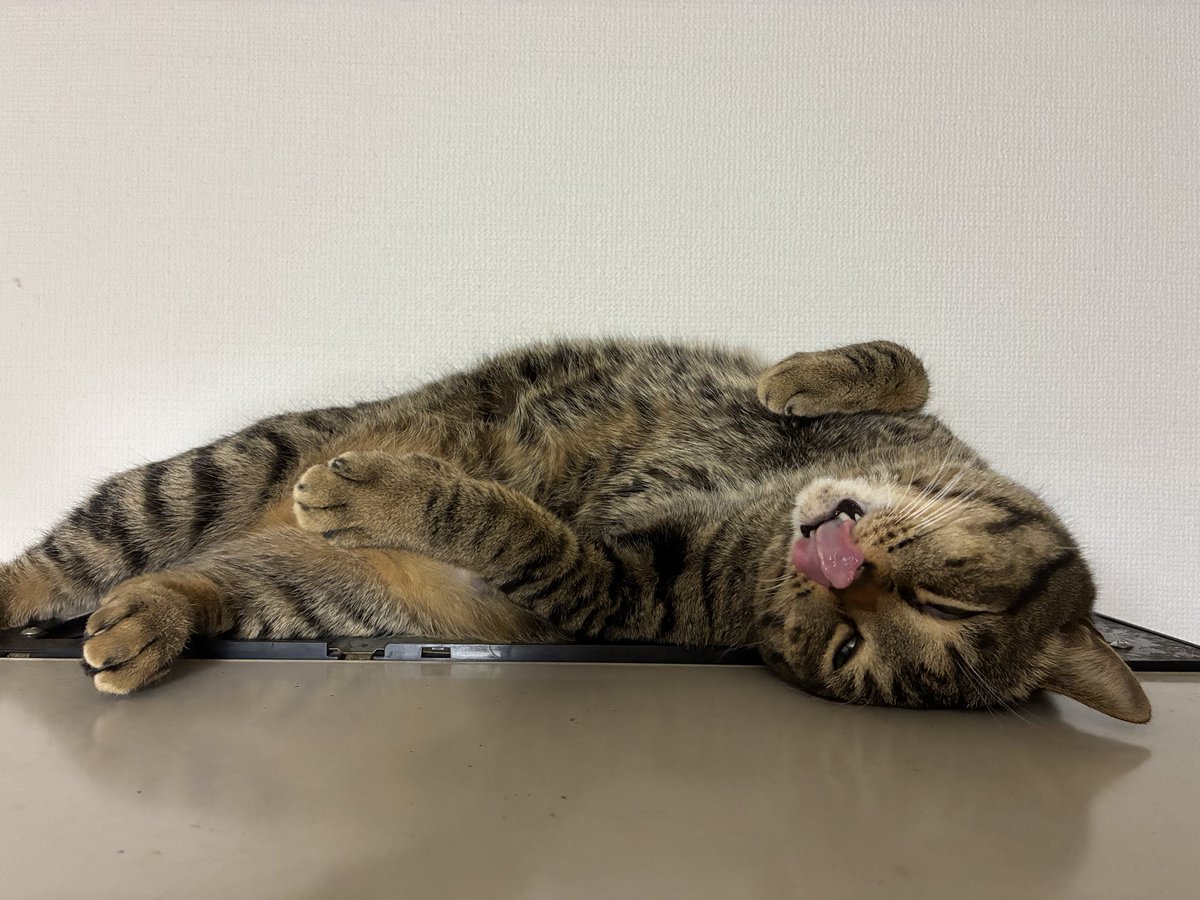 nekoninjin11's tweet image. 充電中（舌だけ起動）👅✨