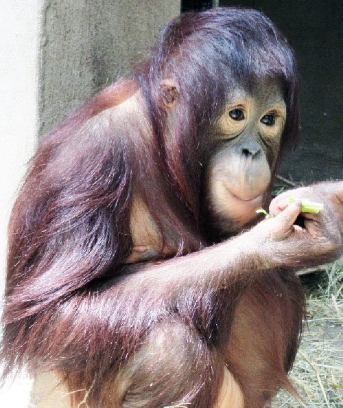 Apetimus Primate tweet media