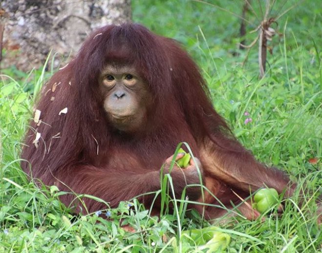 Apetimus Primate tweet media