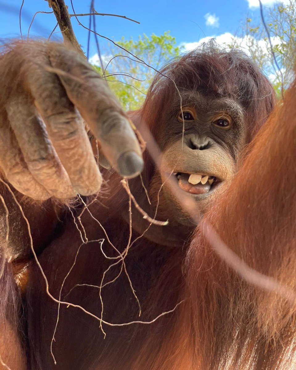 Apetimus Primate tweet media