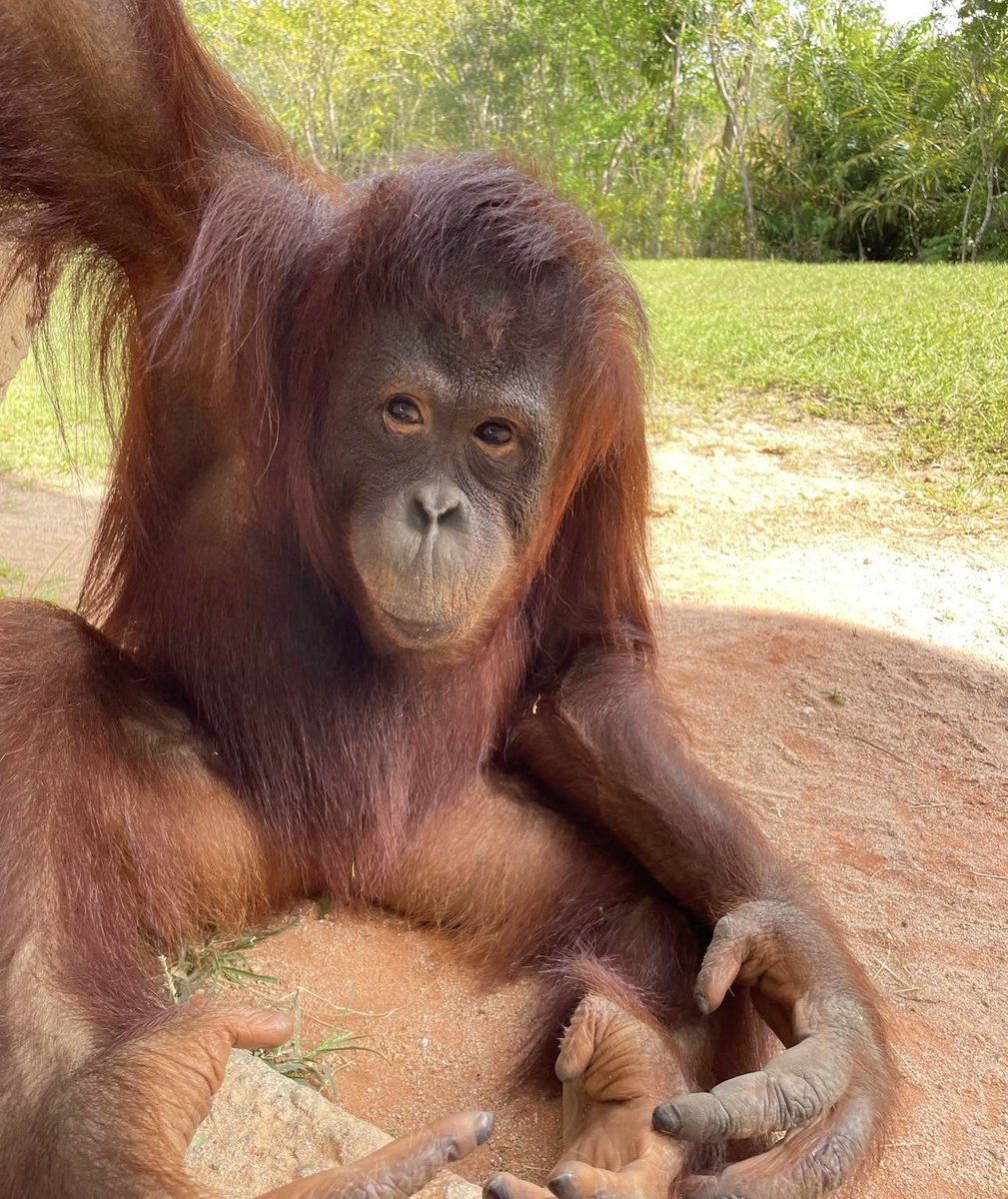 Apetimus Primate tweet media