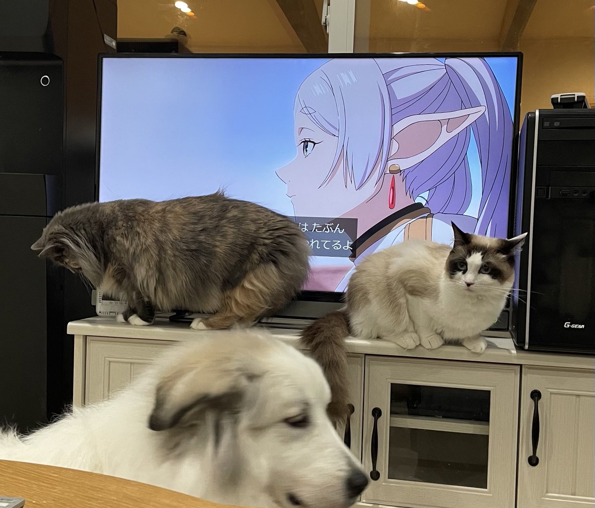 きょーへい (@jumper433) / Posts / X