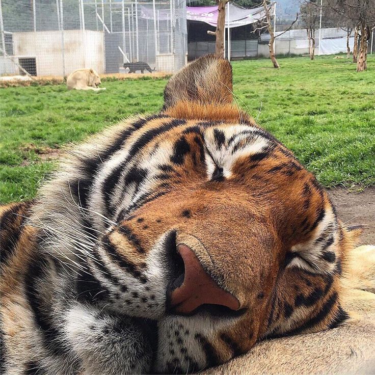 Oh to be a sleepy tiger