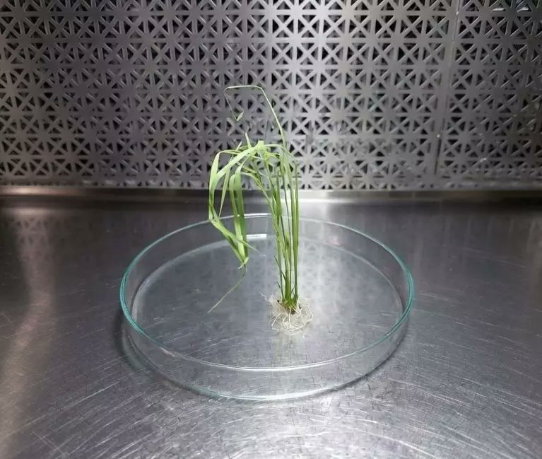 El INTA avanza en la edición génica de variedades líderes de #arroz

Un equipo de investigación del Instituto de Genética del <a href="/intaargentina/">INTA</a> logró regenerar plantas de cultivares comerciales como Gurí INTA CL.

👉🏼bit.ly/4aACAL9