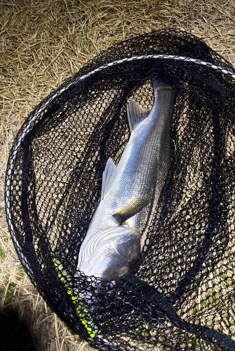 くしゃる 🎣 tweet media