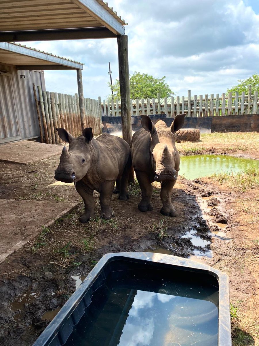 There’s just over a week until #ValentinesDay and whether you’ll be celebrating the love of a partner, a friend, a family member or just spoiling yourself, our Adoptions are a great way to share the love 💕
helpingrhinos.org/adoption-centre