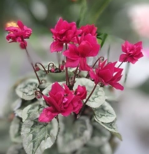 本日もお疲れ様でした。 良い睡眠を🌙💤 2月4日（水） お休みの花