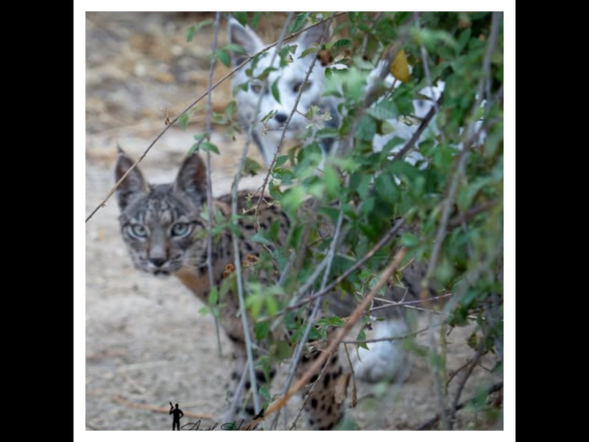 Iberian Lynx tweet media