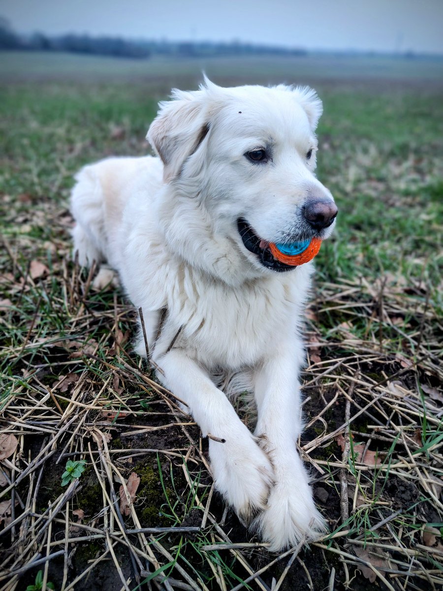 WilfandErnie's tweet photo. Ernie!!!! 😃👋👋
#goldenretriever https://t.co/ZlpnyN1LZb