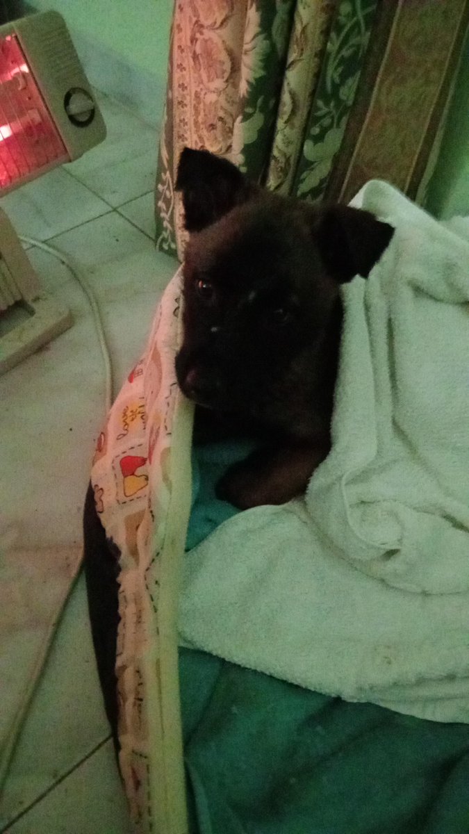 LuisOscuro75's tweet photo. Conmovedora historia con final feliz!! Después de caerse la caseta, donde se refugiaba con sus hermanitos y morir todos, sobrevivió el. Solito y muy mojado lo cogí. Lo traje a casa y en su cunita, ya tiene un hogar y una familia, que lo querrán y cuidarán asta el final. Robin 🥰 https://t.co/4mZORJvDmb