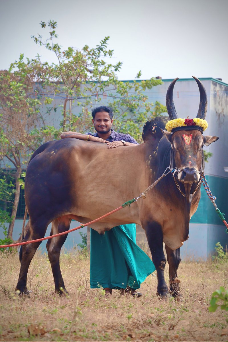 navin_bjp's tweet photo. தமிழனின் அடையாளம்💥👑

@NavinBJYM

#jallikattu #kaalai #jallikattu #tamilnadu #tamilan https://t.co/adfHi7Kz6U