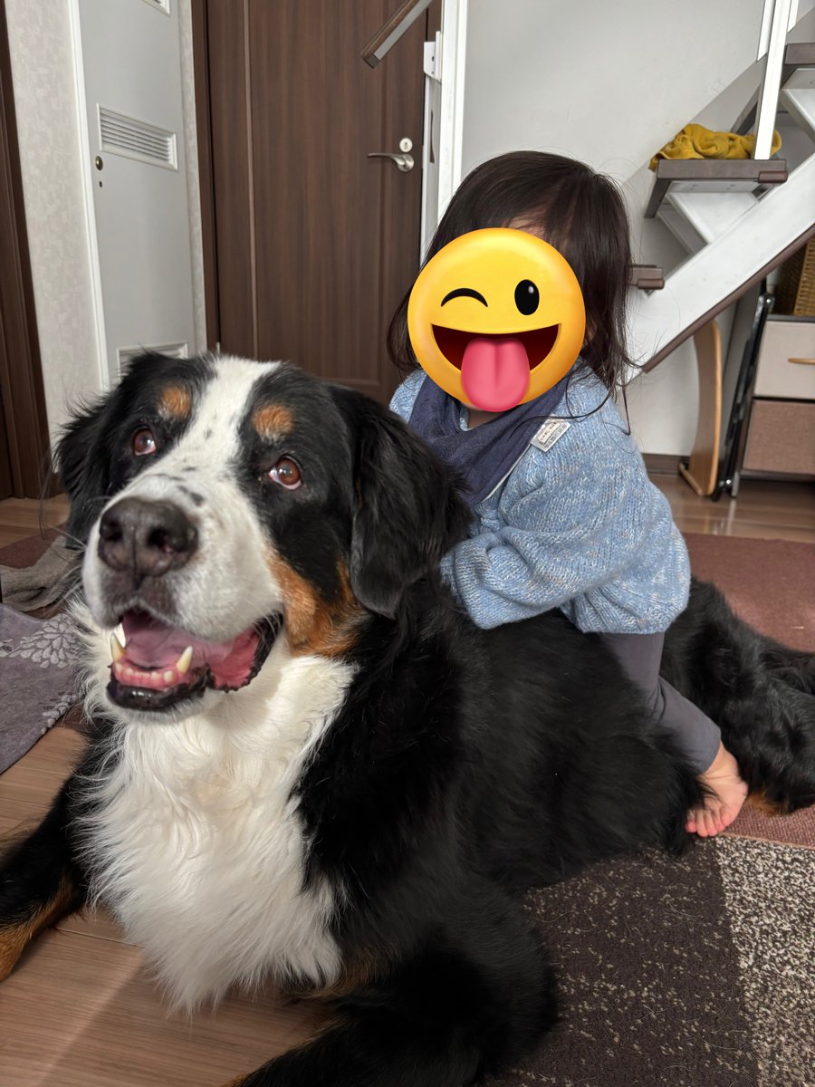 jake999555's tweet photo. ラウラが背中を許すなんて…！
#バーニーズマウンテンドッグ https://t.co/yeQBINmFDe
