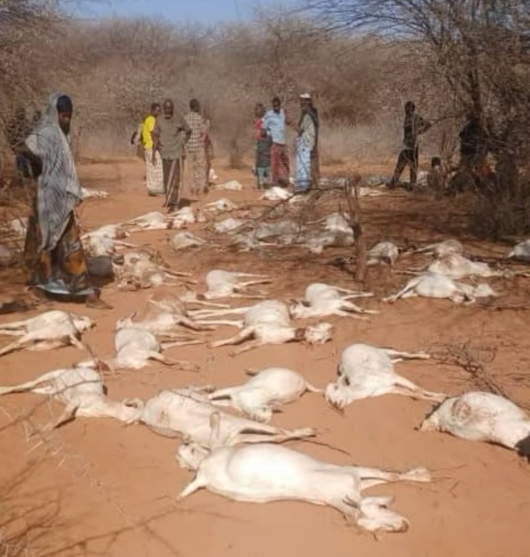 The drought is severely impacting the majority of rural communities residing in the Northeastern counties of #Kenya, the Somali region of #Ethiopia, and the entire areas of South and Central Somalia. This is the Liban Zone of the Somali-administered region of Ethiopia. #Somalia