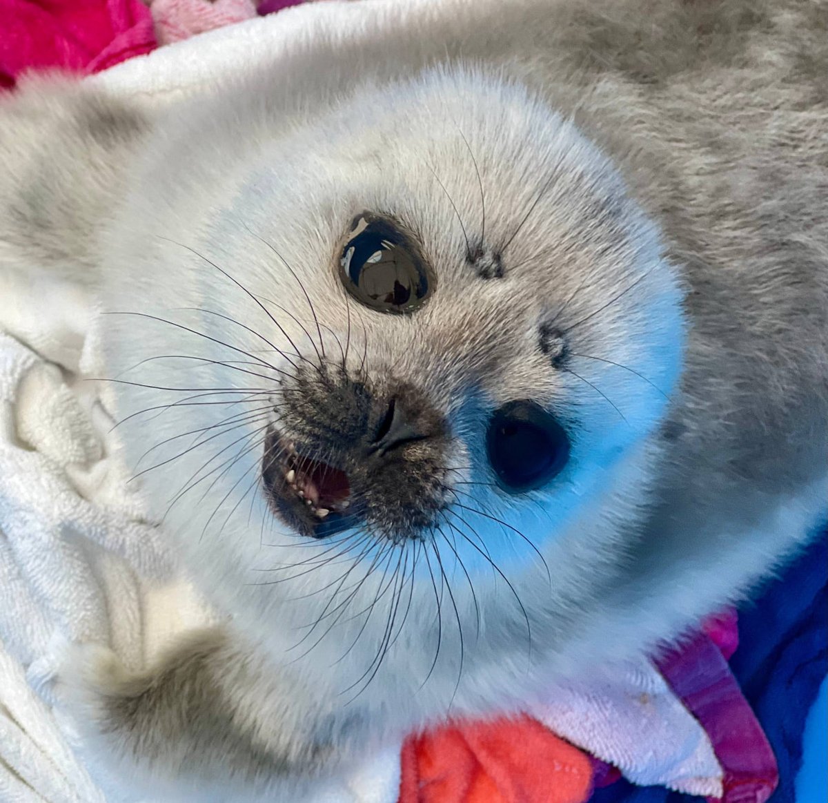 paperpaper_ru's tweet image. Нерпам хватит льда для размножения впервые за несколько лет

В Финском заливе и на Ладожском озере установился достаточно прочный лед, чтобы нерпы могли вырастить потомство, а их детеныши — выжить. Об этом сообщили в телеграм-канале «Фонда друзей балтийской нерпы».

Как…