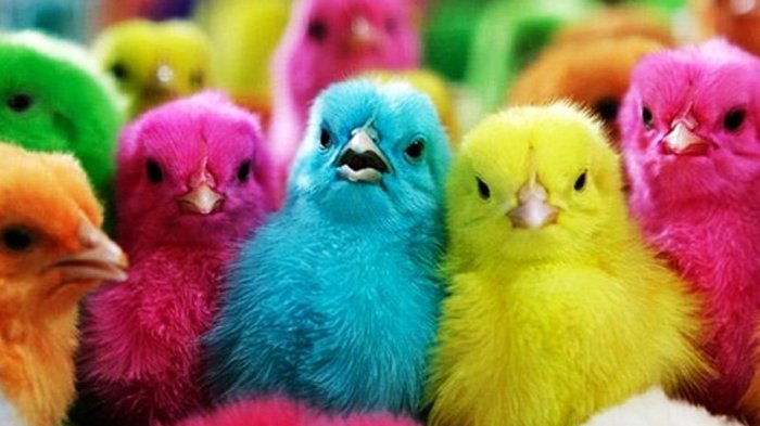 AjunPrawira17's tweet photo. @farhankizashi @officialJKT48 Kek gini 🤭 https://t.co/L4qyyzakrY