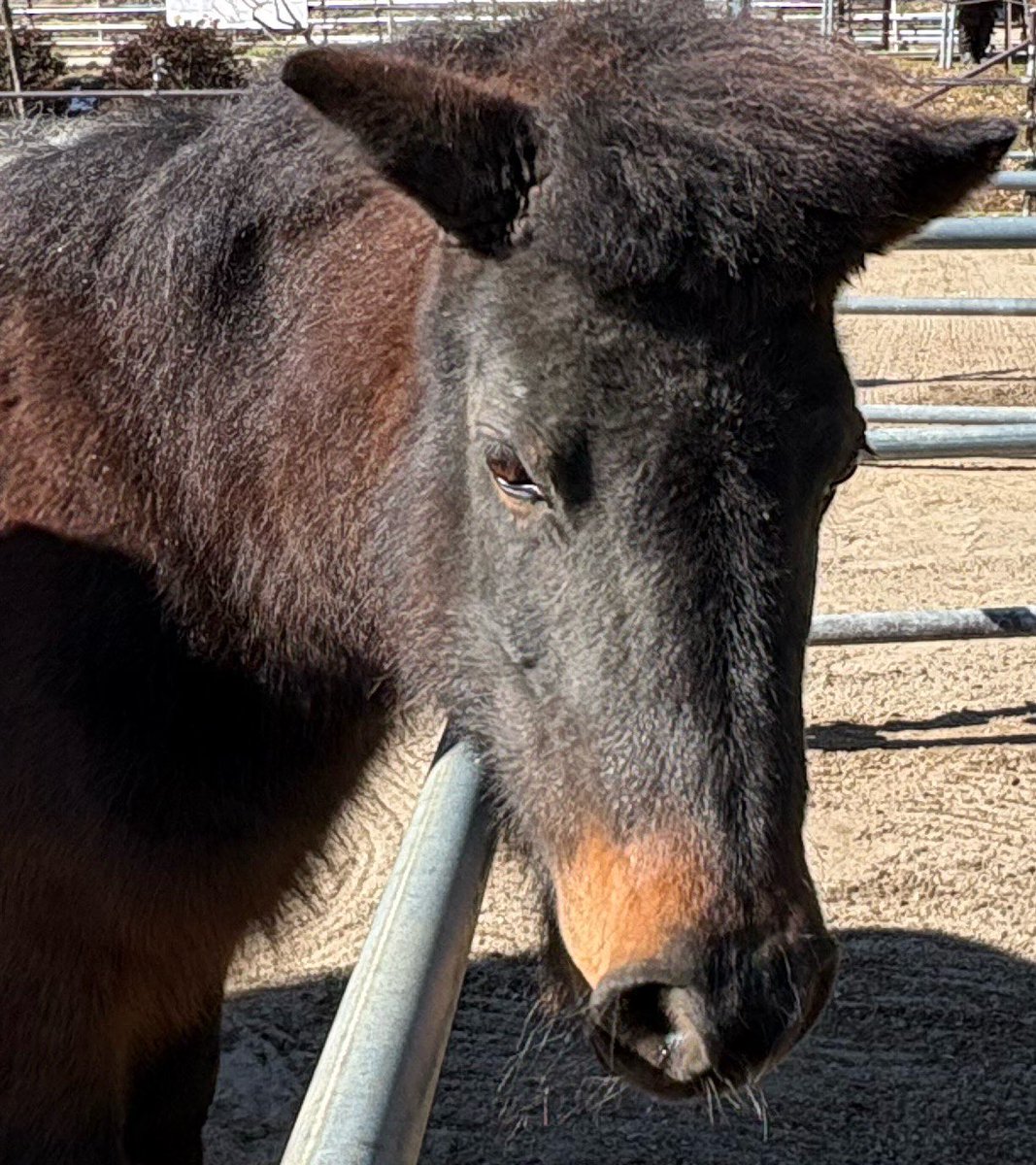 <a href="/takeshima_staff/">竹島宏 Hiroshi Takeshima【公式】</a> 🌹薔薇・白🌹
花言葉は
「深い尊敬」

2月4日立春
もうすぐ春がやってきますね。
📷馬🐴　ハルちゃん💕
宏君らしく頑張って下さい。
#ひろネット #花言葉 #花便り