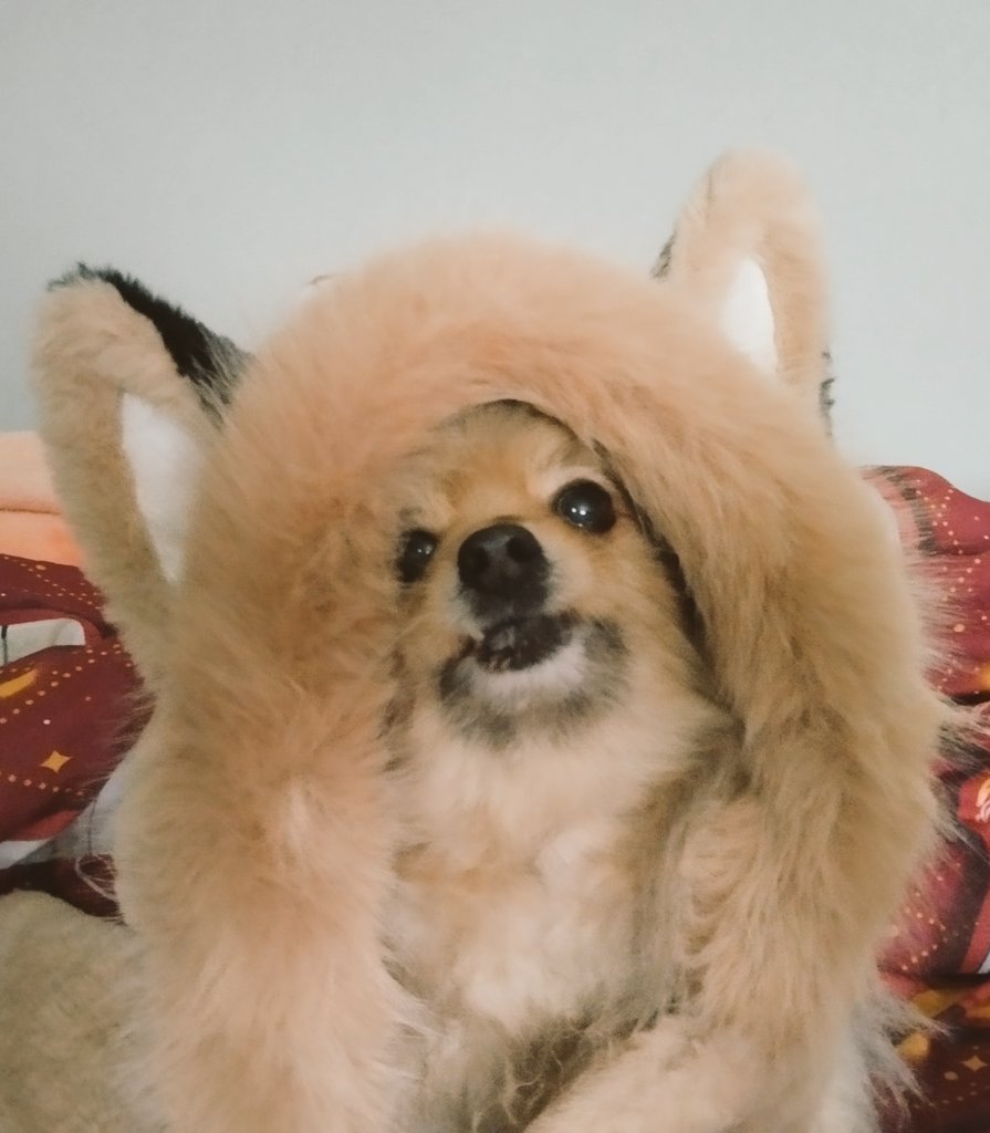 Дикая лиса в моем доме!!