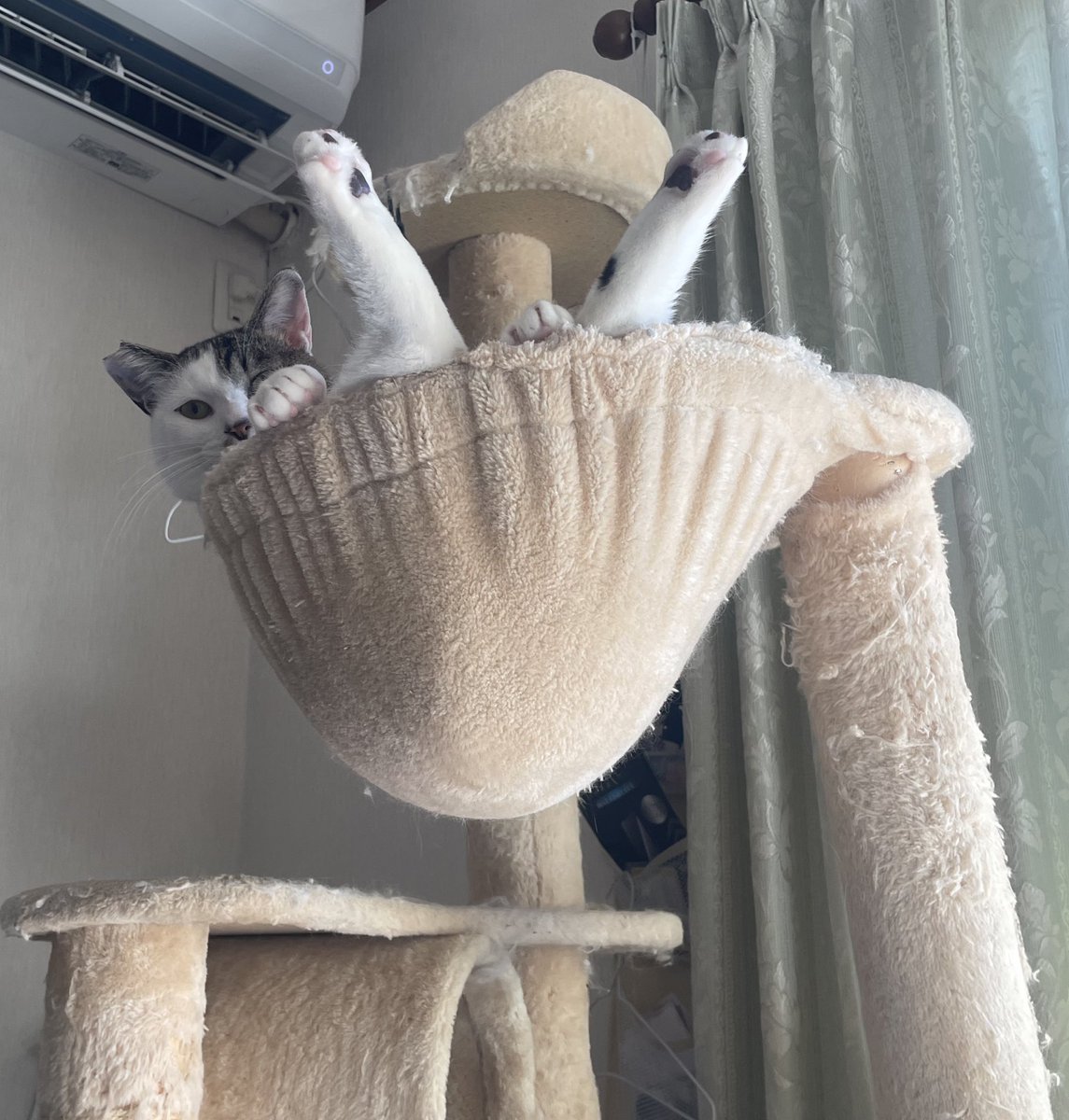 きいちゃんのお気に入りの場所☺️
だいぶ傾いてきちゃったね💦
そのうち壊れるかも😱
#猫のいる暮らし　#キジシロ