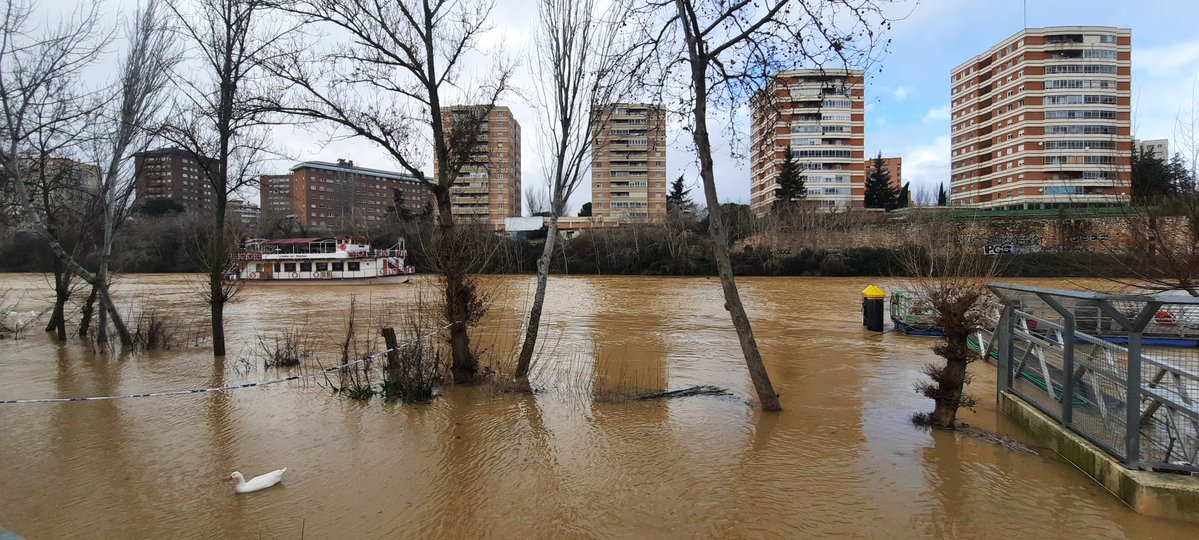 mikemoratinos's tweet image. El Pisuerga ya ha casi engullido el muelle de la Leyenda del Pisuerga, que está amarrada en el medio del río😱y ya no hay paseo al lado del río. Y más que va a subir si se cumplen las previsiones😳😳consecuencias de estos inviernos tan secos...🤷🏻‍♂️👇🏻