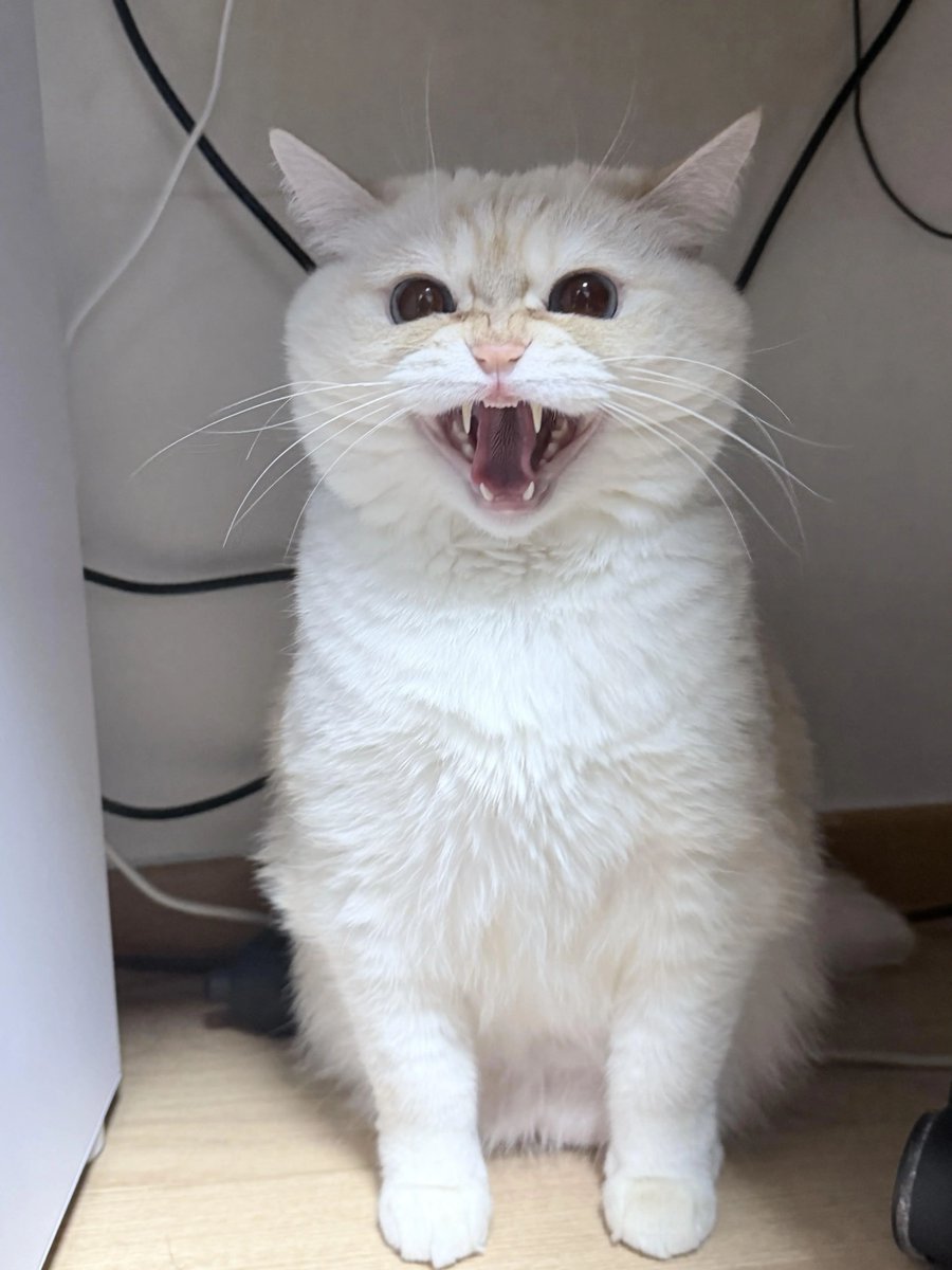 ShouldHaveCat's tweet image. What a sweetie!