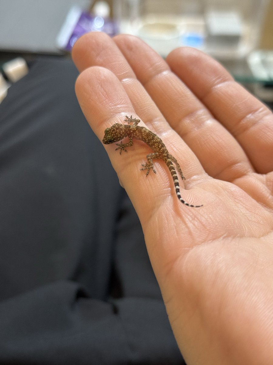 ハヤタ tweet media