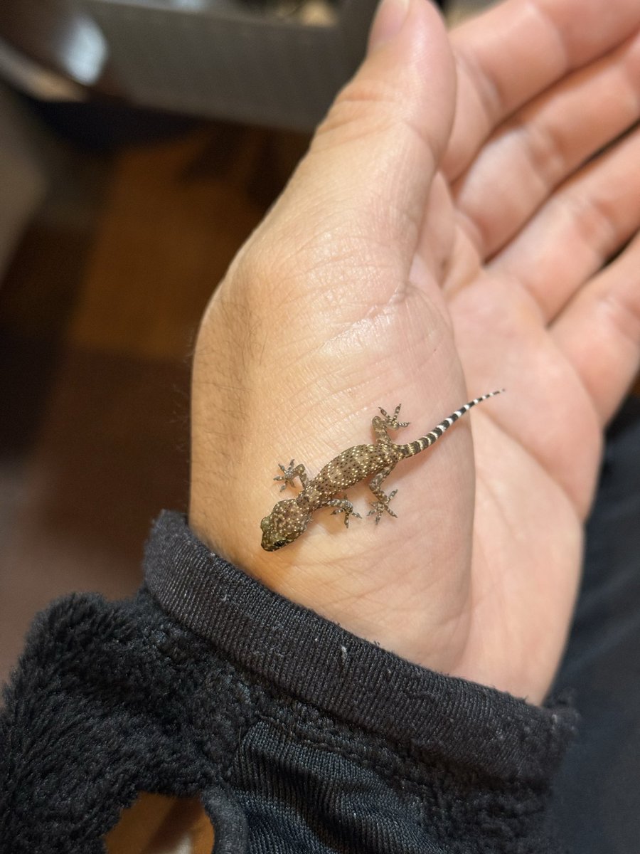 ハヤタ tweet media