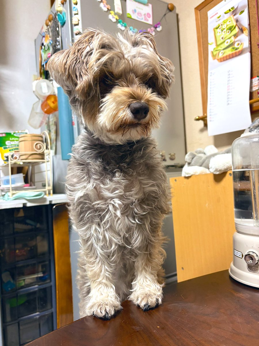 msantds's tweet photo. 🐶よんさいになったウォー！ https://t.co/M55J2BNKoL