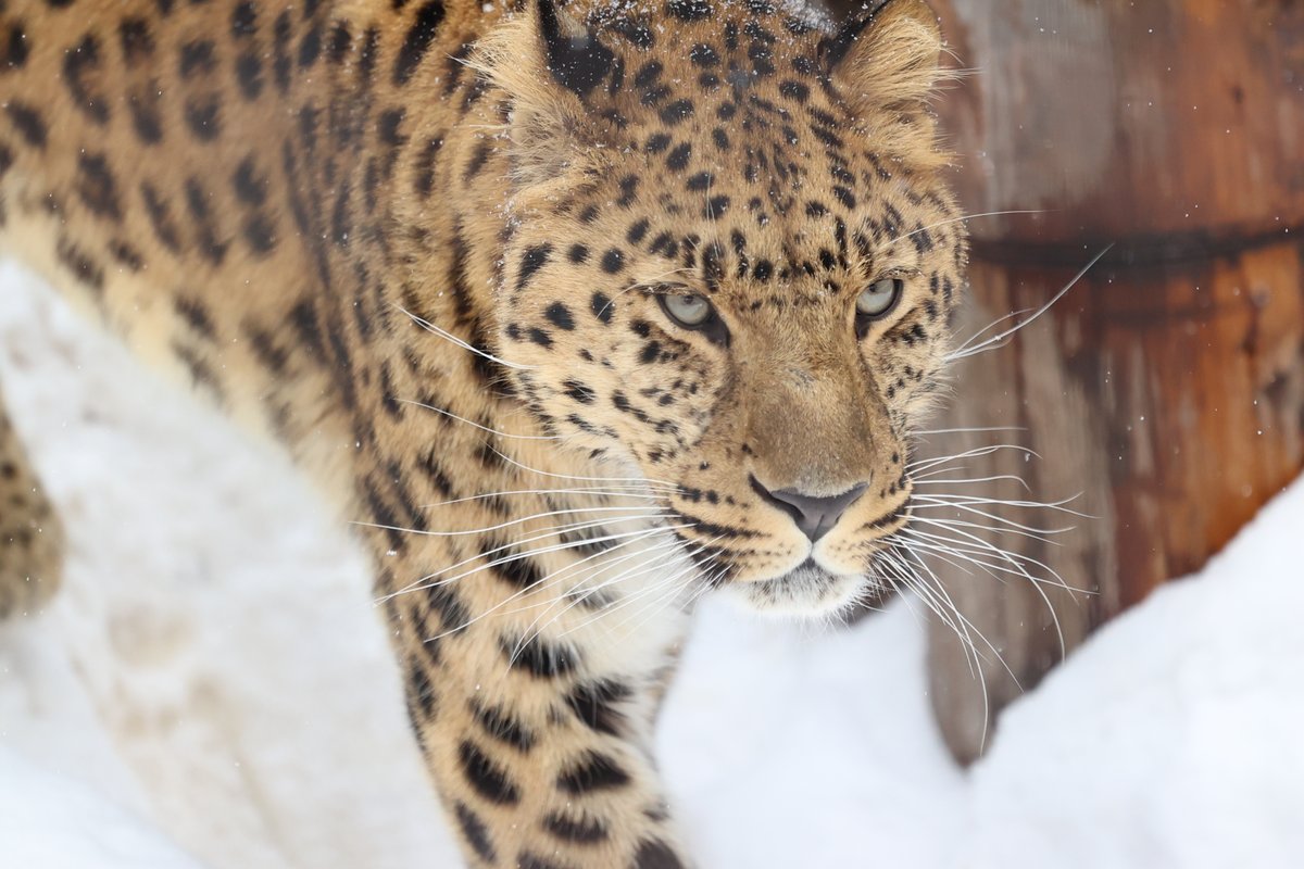 akke1205's tweet image. すっかり男前になったデン❣️
#旭山動物園 #アムールヒョウ #デン