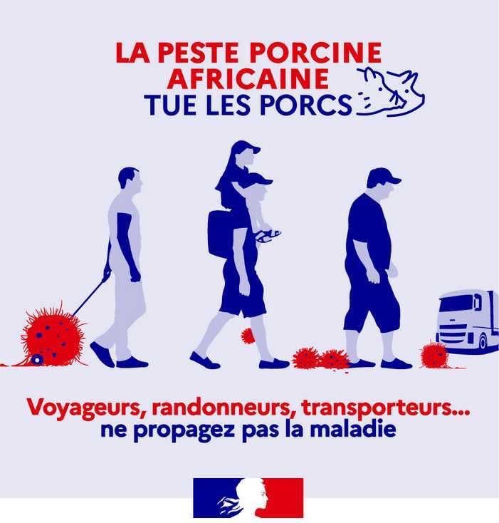 Image de Préfète de la Drôme - #PPA| La peste porcine africaine sévit à nos frontières en Italie et en Allemagne ➡ Cette maladie ne