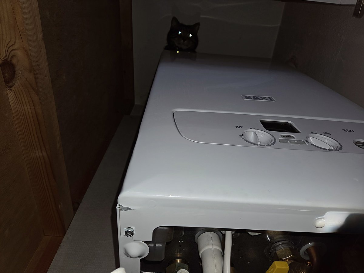 I don't think I'm actually allowed on top of the boiler in the airing cupboard but hey ho!!! #Mischievous #Betty #WhiskersWednesday #CatsOfX #CatsOfTwitter
