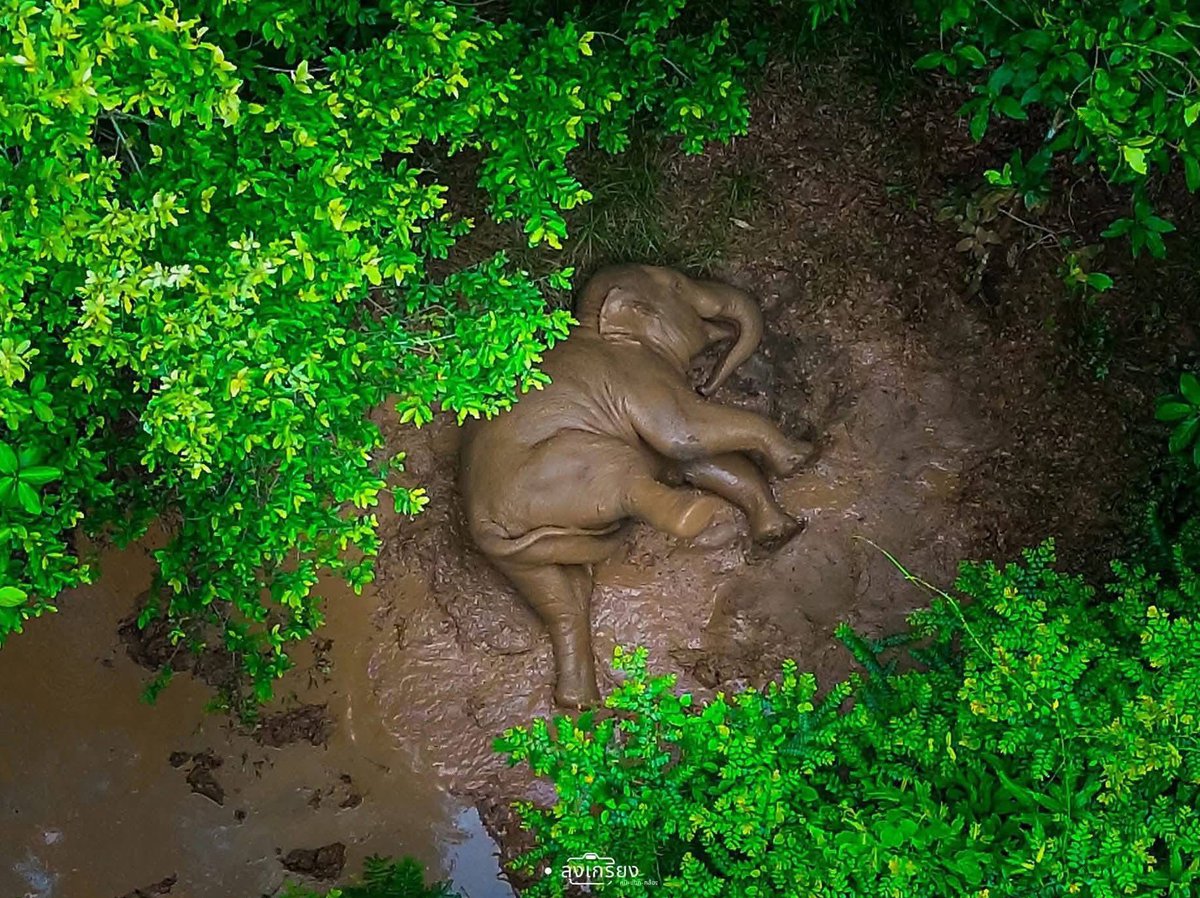 ปัยวิ่งเล่นที่ไกลๆจนตามมั่ยทันแล้วเนี่ย ป่านนิ่จาดั้ยกิมอ้อยรดหวานนึยังน้า ตงนั้นมีแต่คนจัยดีชั่ยเป่าอ้วม อย่าซนมาดน้า เดวมานจาเจ้บตุวอีด หลับให้สบายนะ วิ่งเล่นให้พอ กินให้อิ่ม นอนเยอะๆและเติบโตที่นั้นอย่างดีนะ 🫳🏻