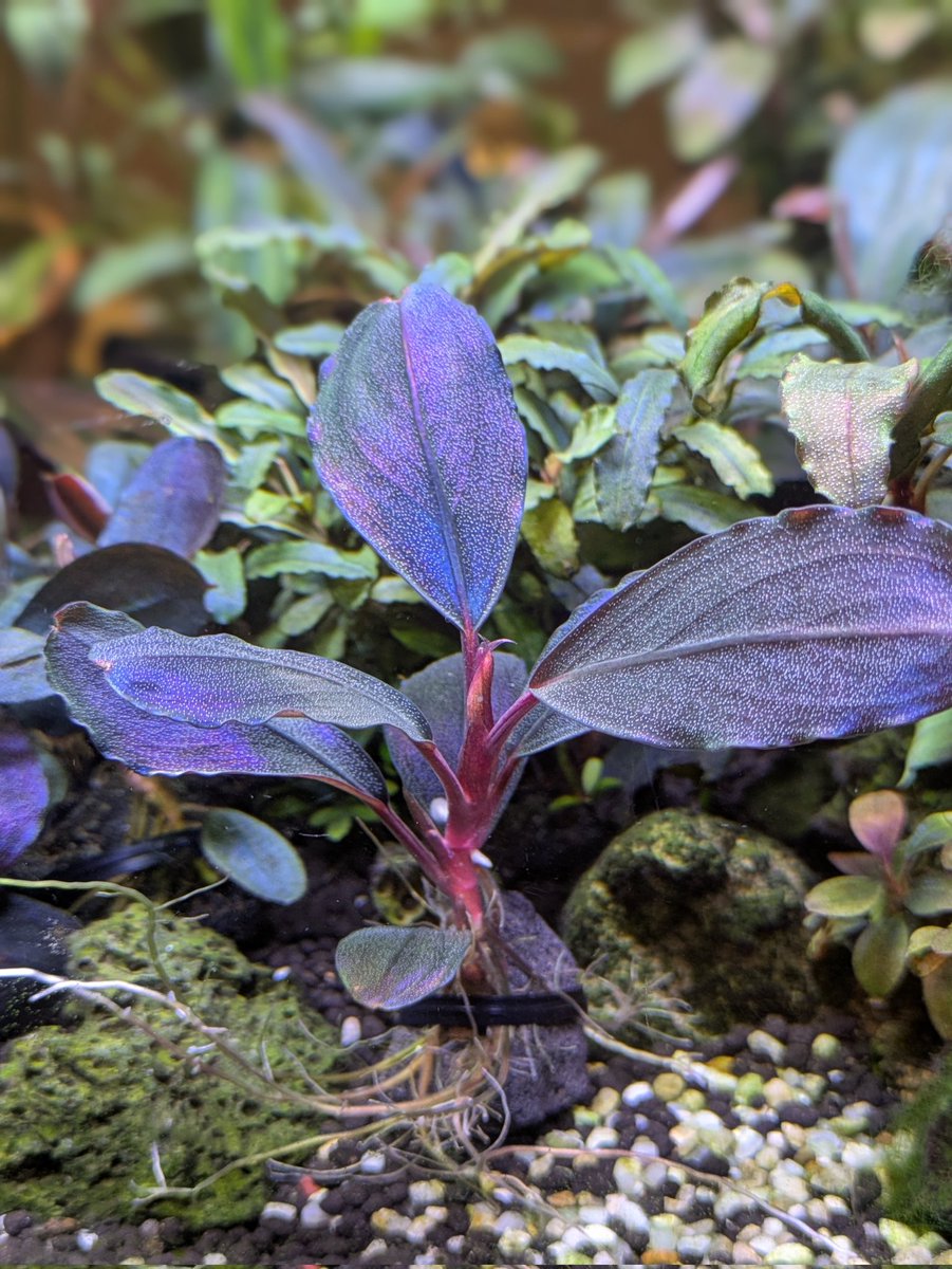 Kei@ (@keiponaQua) / Posts / X