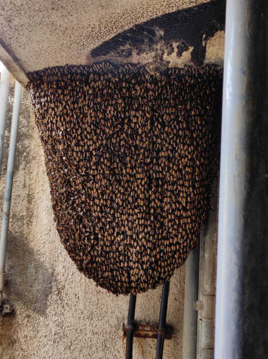NewsAlgebraIND's tweet photo. BIG NEWS 🚨 An Anganwadi cook in Neemuch, MP, sacrificed her life to save children from a bee attack 😢

Kanchan Bai Meghwal shielded around 20 children by covering them with mats and tarpaulin.

She was stung repeatedly while ensuring the children were moved to safety.

All the children survived due to her brave action.

Kanchan Bai later succumbed to the stings, leaving the nation saluting her courage.