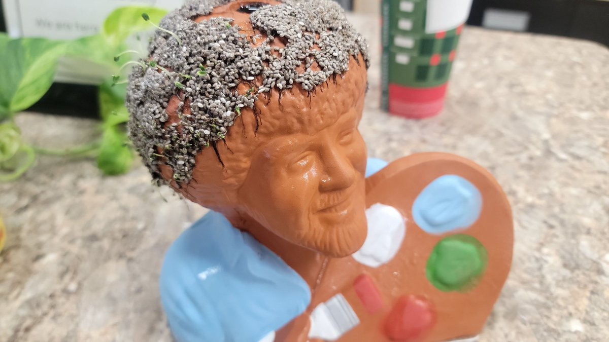 wisniewskidave's tweet image. Day 10 the sprouts are getting longer. Maybe the air is too dry. #bobross #thejoyofpainting #chiapet #Epstein #CanadaStrong