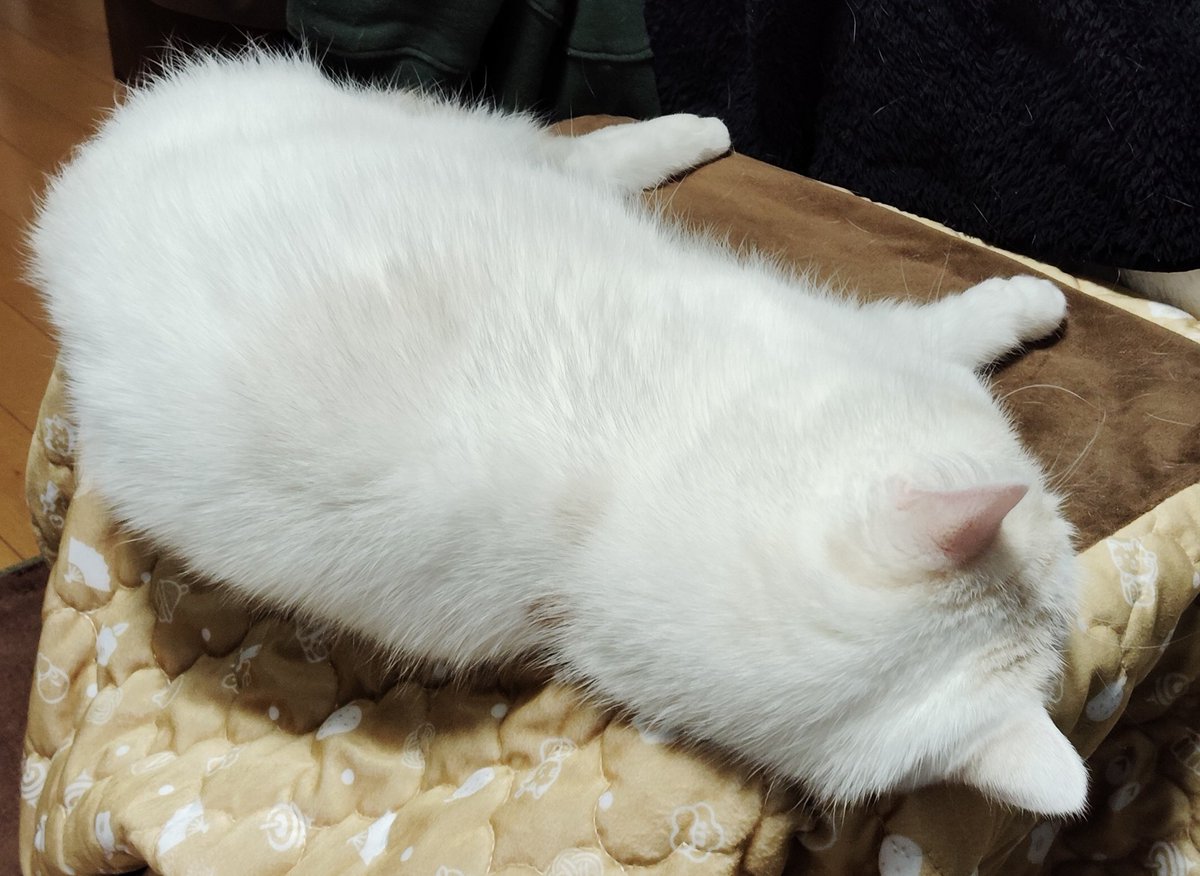 福ちゃん (@fukuchanwhite) / Posts / X