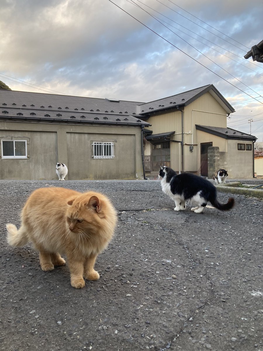 今夕の #仁斗田地区 #ポンプ置場 へ 道標に鎮座する黒猫さん🐈‍⬛ お