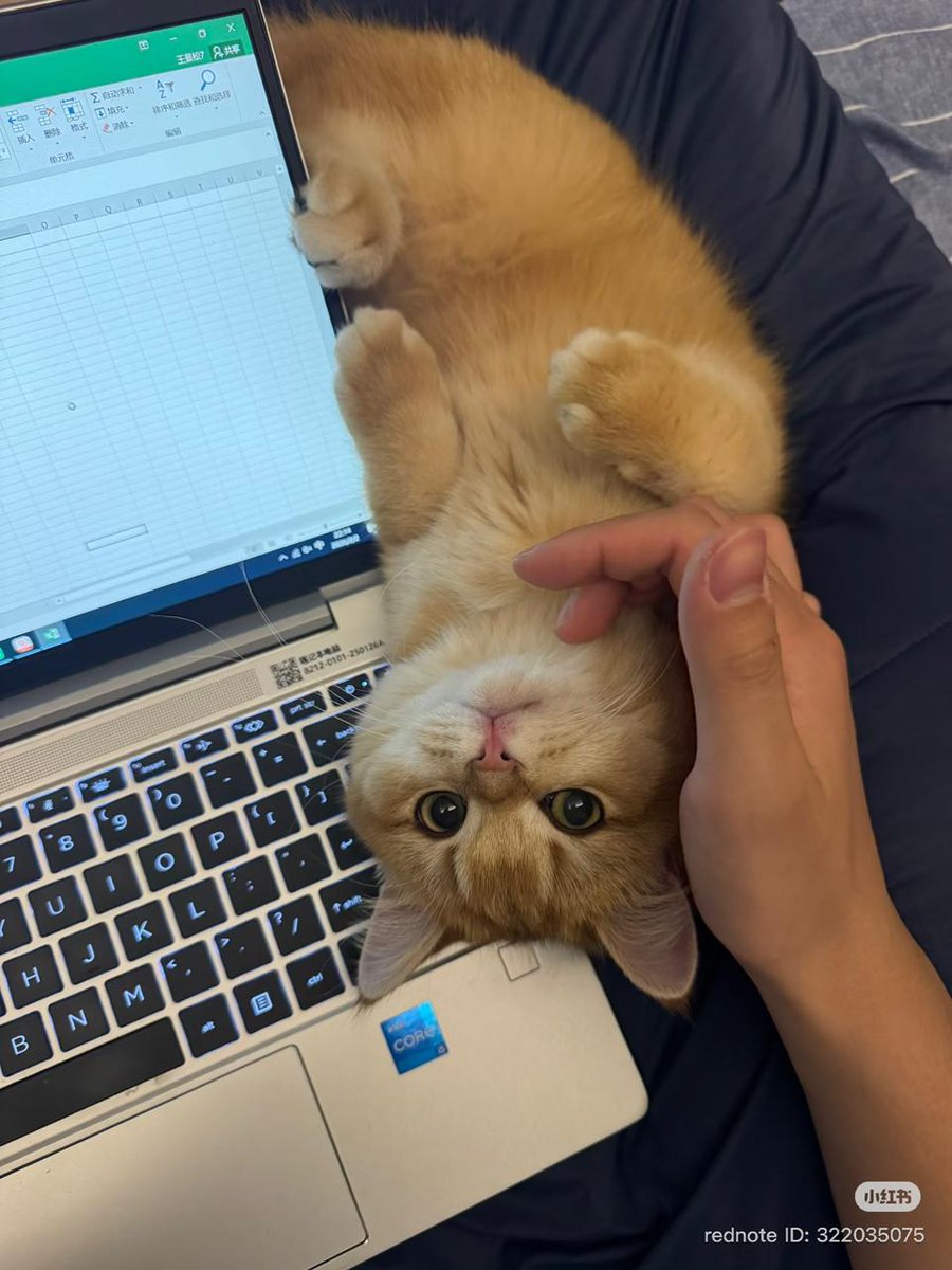 nocontextscats's tweet image. My roomate keep distracting me 😫