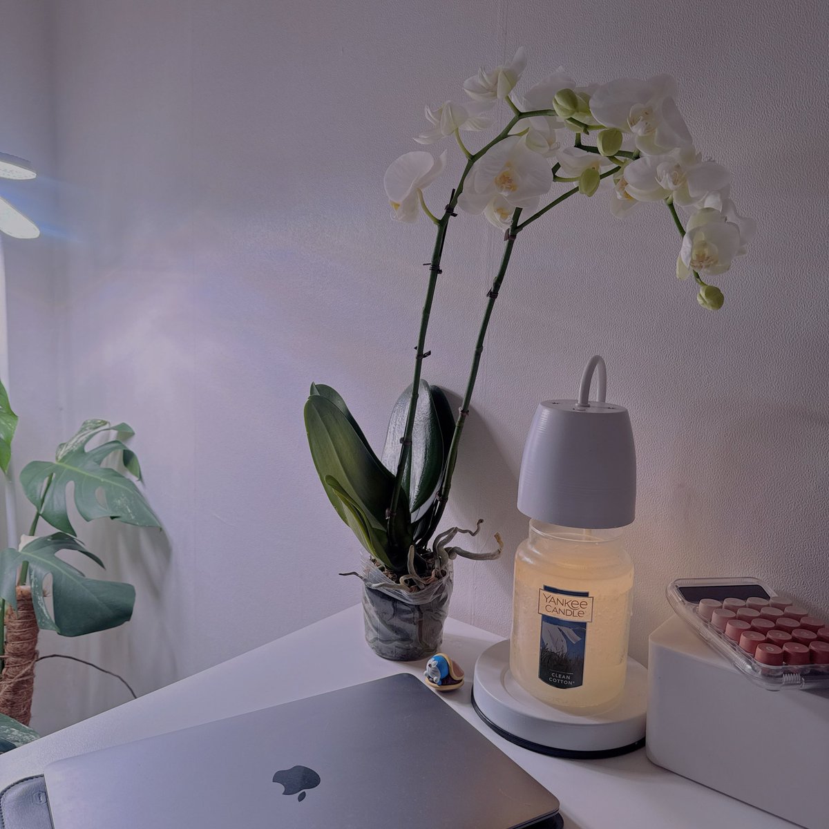 넘넘예뻐!!!!
수격으로 키워야지🥺🥺