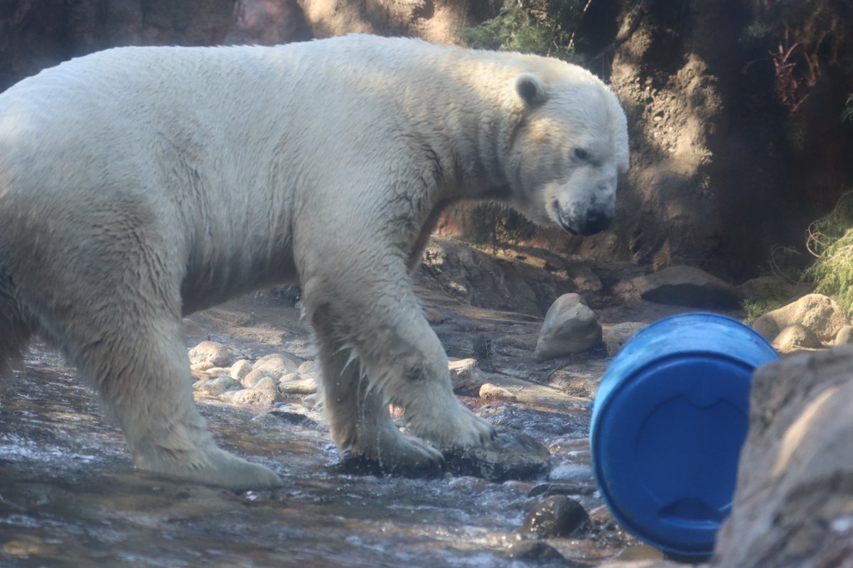 ドヤ顔ゴーゴ別バージョン