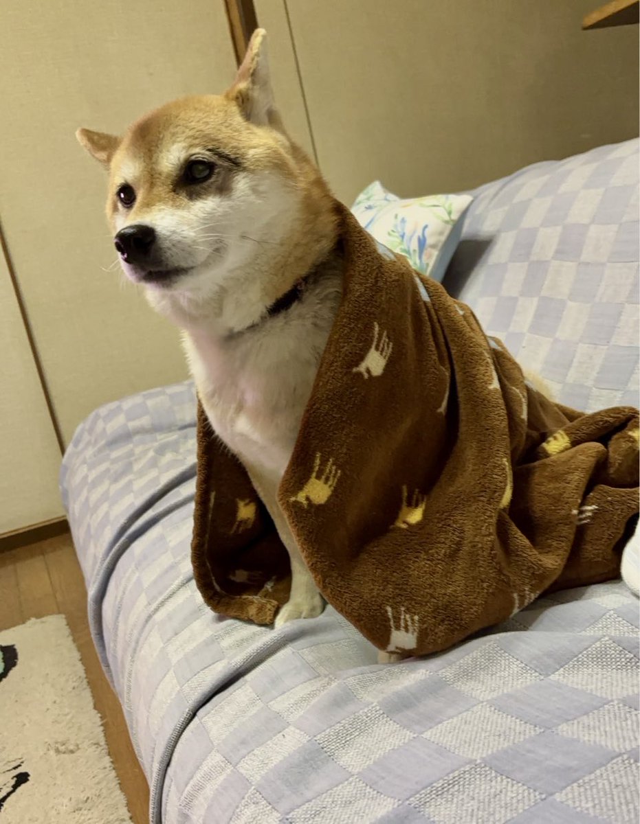 まだまだパダワンないっぬ。節分はリュックに入れられ、自分のおやつを投げられていると勘違い。リュックから出た瞬間、「鬼は外、福は内しろ」と闇堕ち。仕方なく「福は内、ちくわ家」とおやつを投げたところ大喜び。……最近9歳になりましてん。