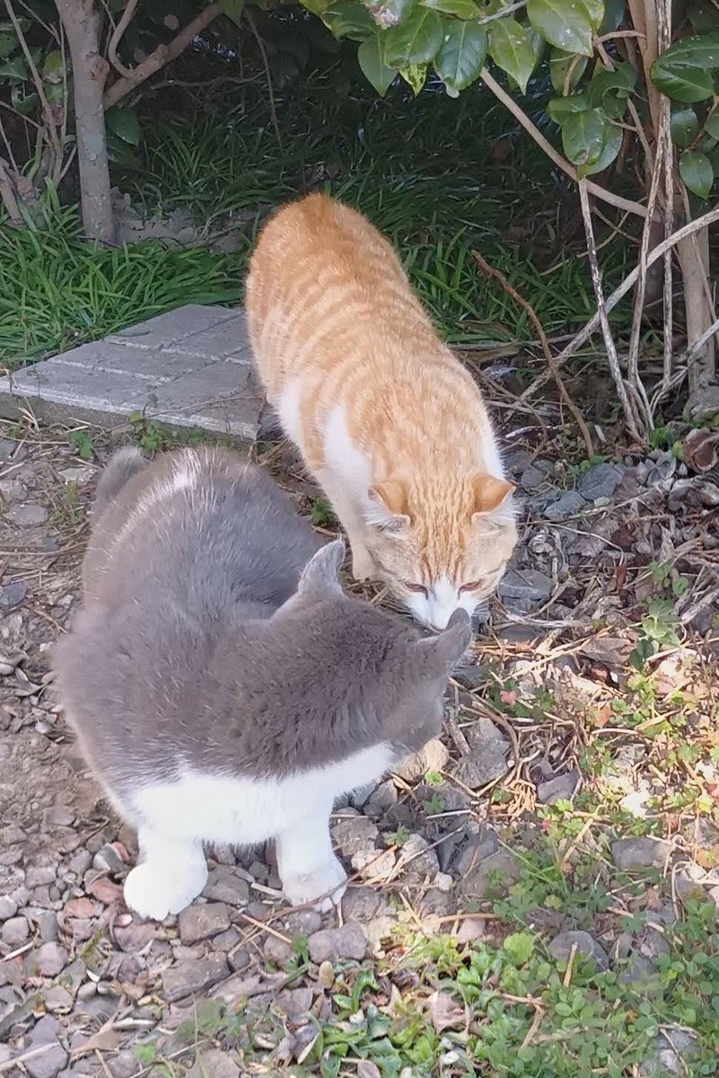 詳しい詳細は書けませんが内外自由飼いされてた母猫（アメリカンカール？）が外で出産子育てしてました。
そして、家主不在になったのでこの親子が帰る家はもうありません
写真だとわかりずらいですが耳がカールされてます。
来週木曜日に手術しますがどなたか飼い主になってくださる方は居ませんか？